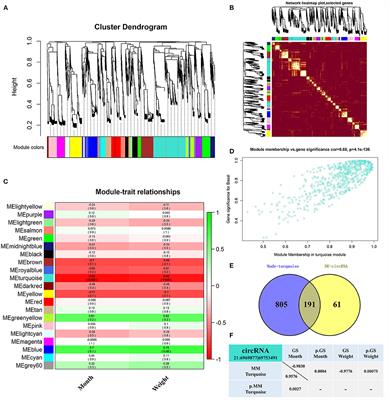 Weighted Gene Co-expression Network Analysis Revealed That CircMARK3 Is a Potential CircRNA Affects Fat Deposition in Buffalo